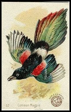 57 Common Magpie